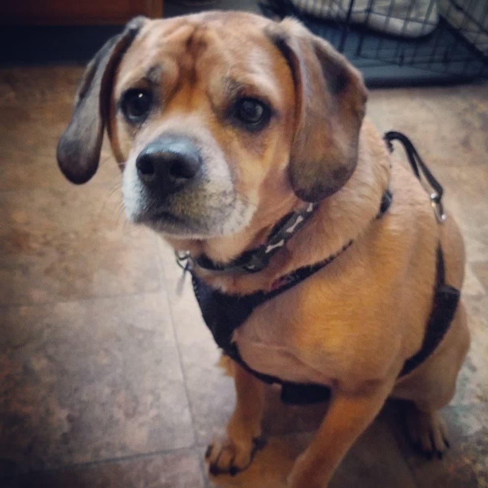 Puggle