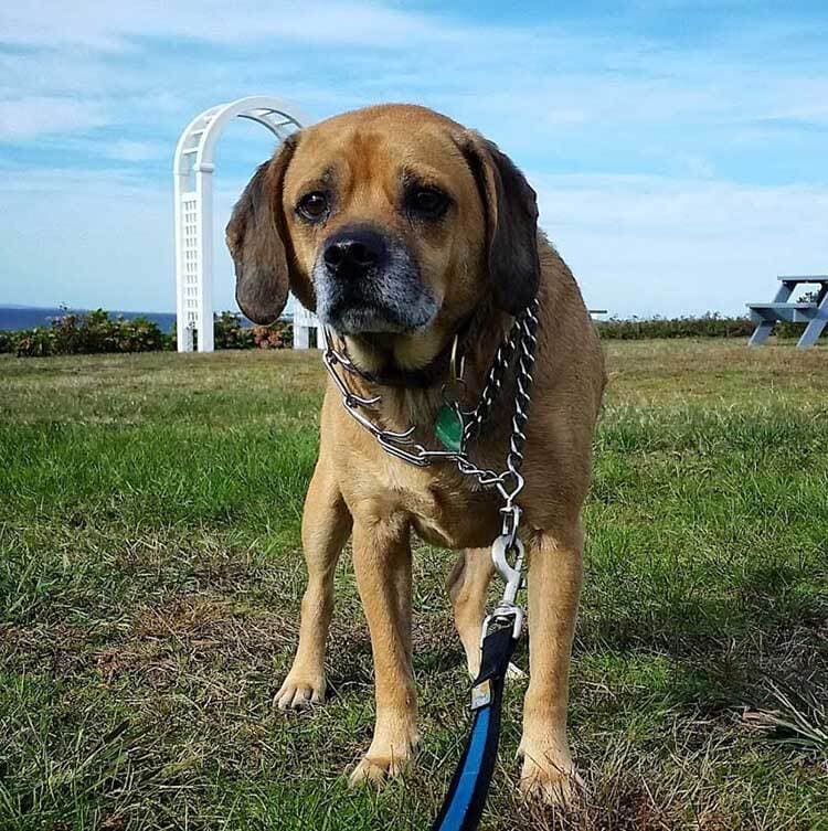 Puggle