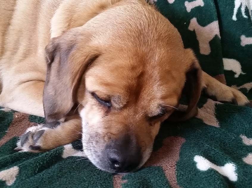 Puggle