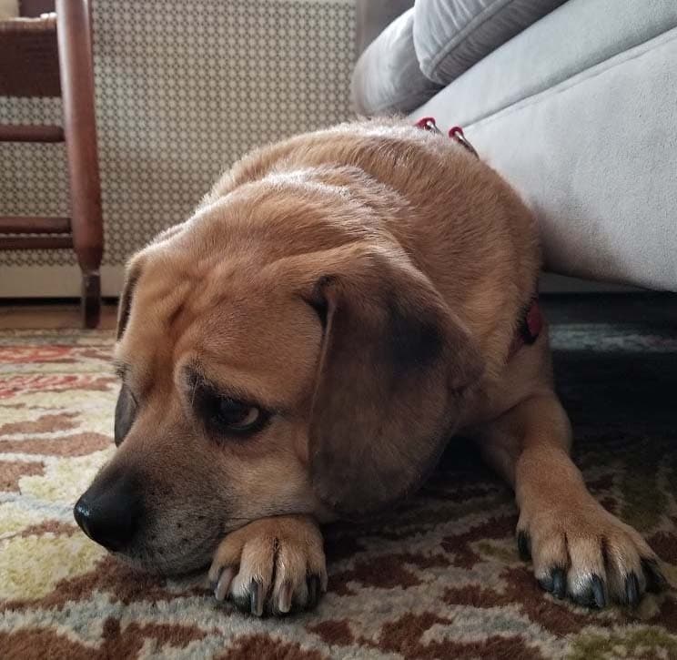 Puggle