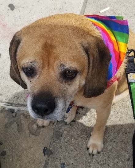 Puggle