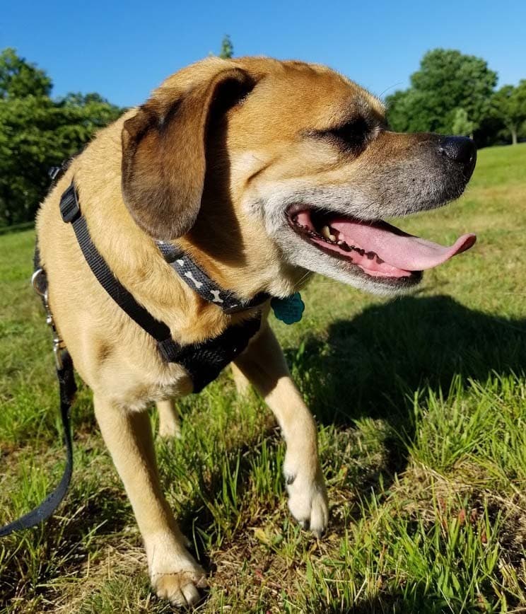 Puggle