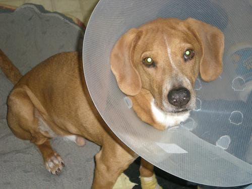 Redbone