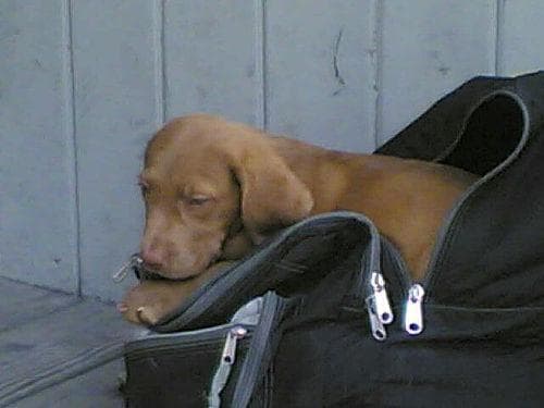 Chesapeake Retriever