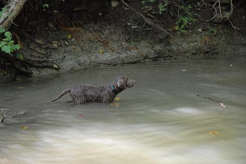 Chesapeake Retriever