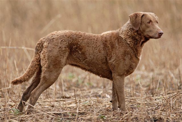 Chesapeake Retriever