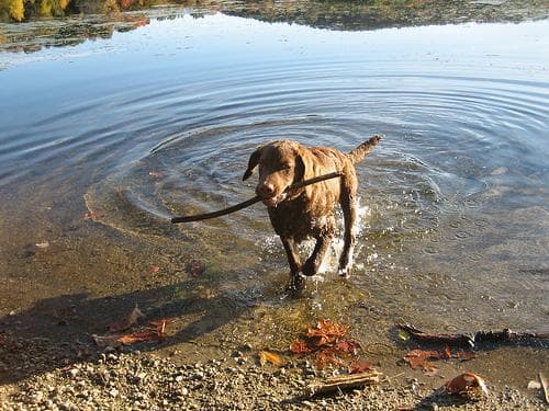 Chesapeake Retriever