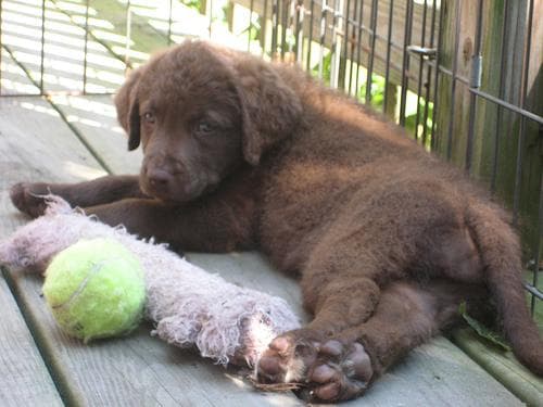 Chesapeake Retriever