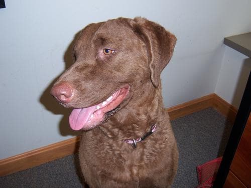 Chesapeake Retriever