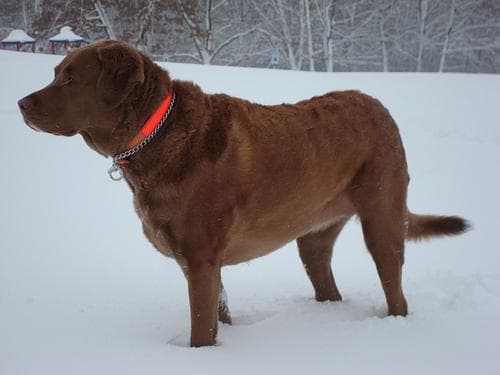 Chesapeake Retriever