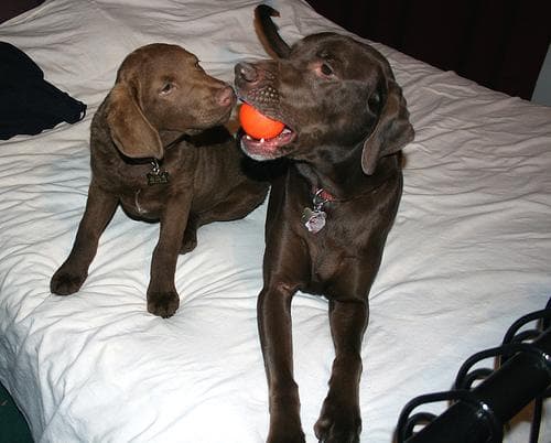 retriever