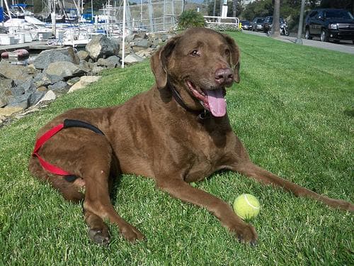 Chesapeake Retriever