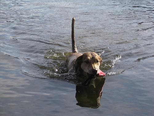 Chesapeake Retriever
