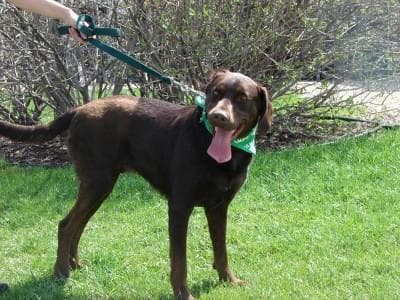 Chesapeake Retriever