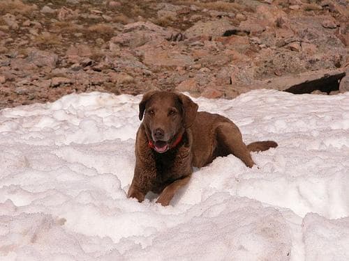 retriever