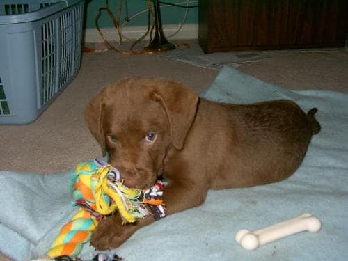 Chesapeake Retriever