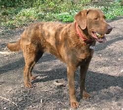 Chesapeake Retriever