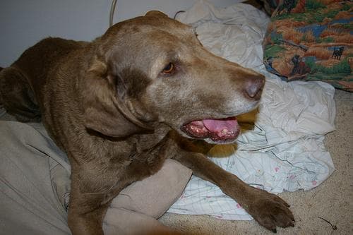 Chesapeake Retriever