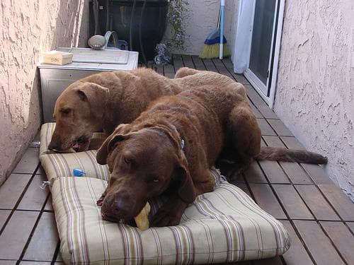 Chesapeake Retriever