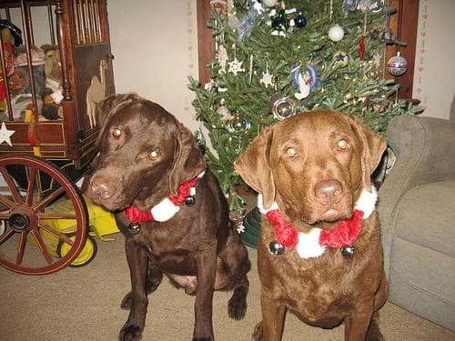 Chesapeake Retriever