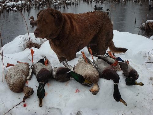 Chesapeake Retriever