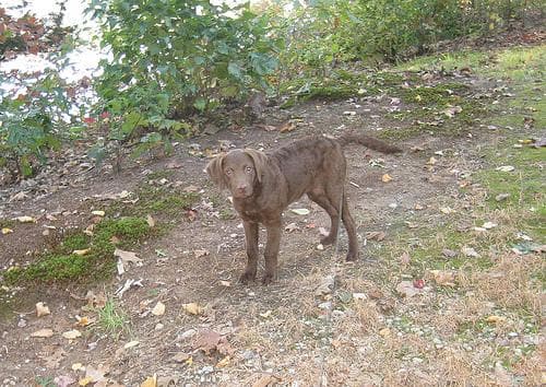 Chesapeake Retriever