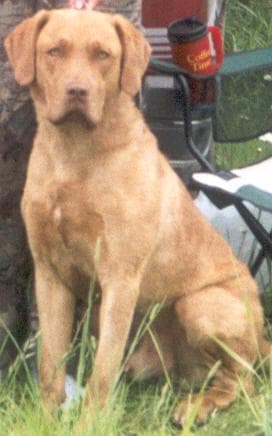 Chesapeake Retriever