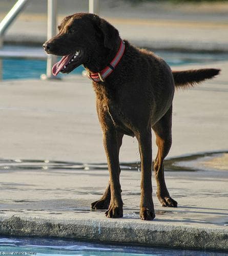 Chesapeake Retriever