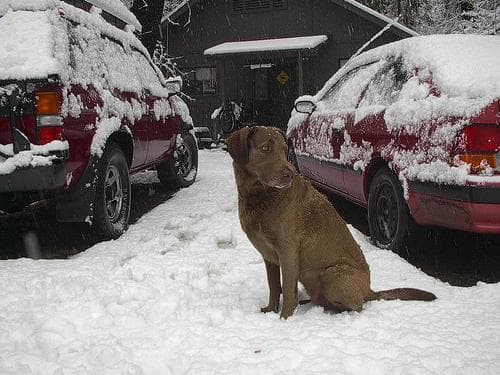 Chesapeake Retriever