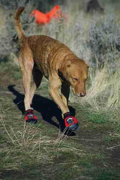 Chesapeake Retriever