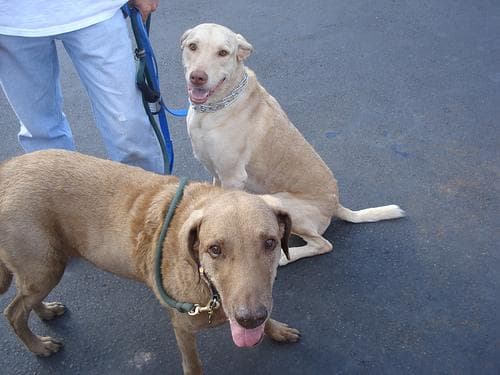 retriever