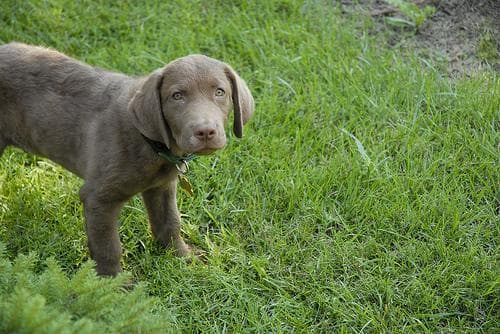 Chesapeake Retriever