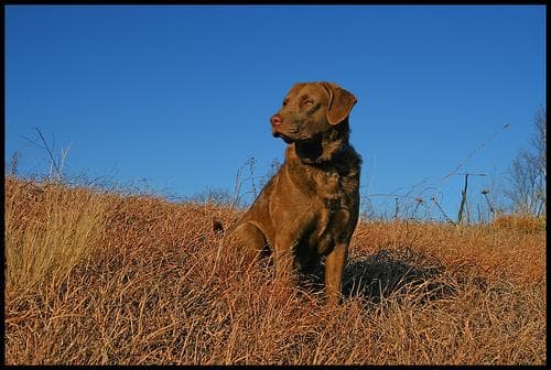 Chesapeake Retriever