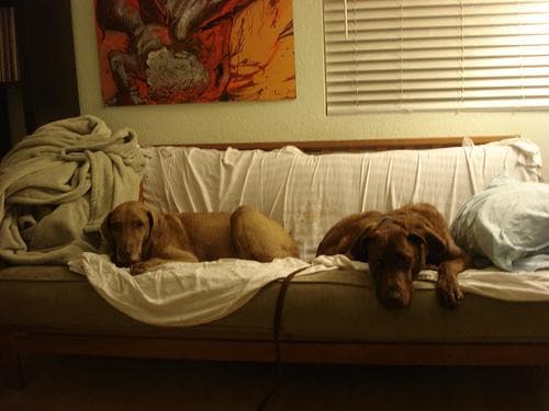 Chesapeake Retriever