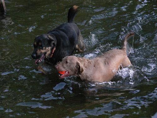 retriever
