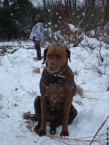 Chesapeake Retriever