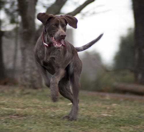 Chesapeake Retriever
