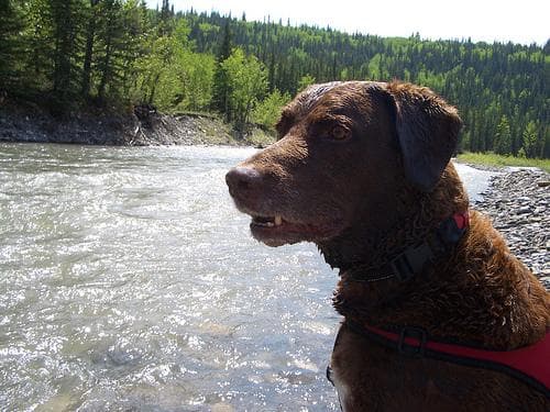 Chesapeake Retriever
