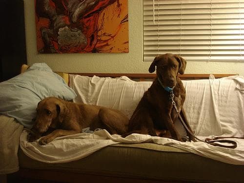 Chesapeake Retriever