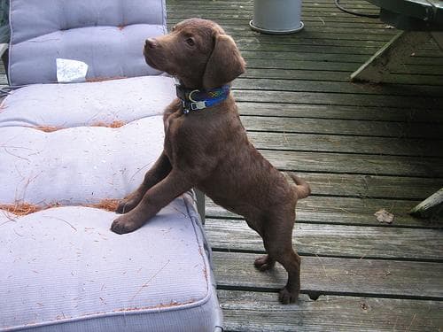 Chesapeake Retriever