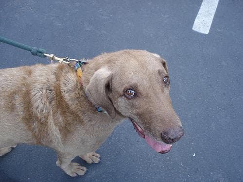 retriever