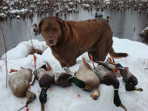 Chesapeake Retriever
