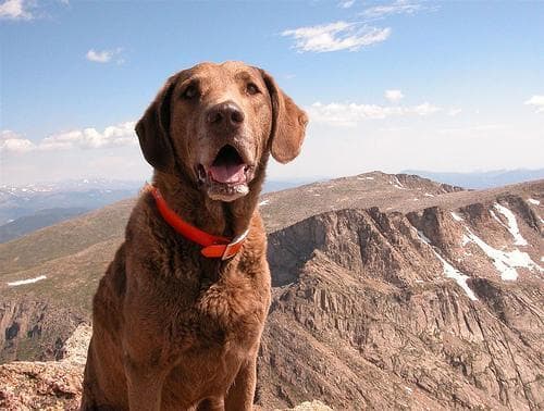Chesapeake Retriever