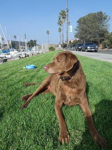 Chesapeake Retriever