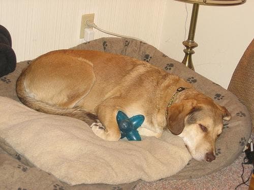 Chesapeake Retriever