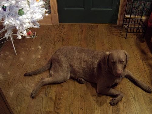 retriever