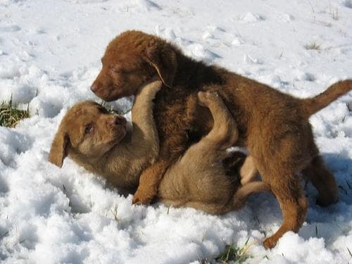 Chesapeake Retriever