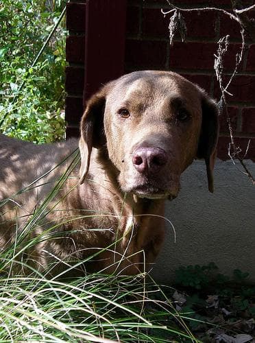 Chesapeake Retriever