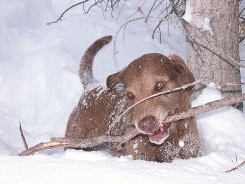 Chesapeake Retriever