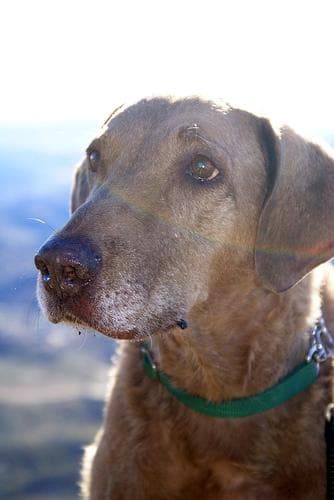 retriever